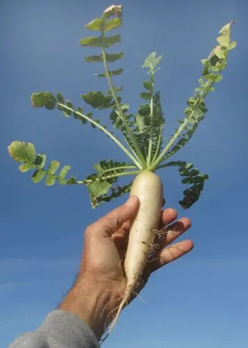 Raphanus raphanistrum subsp. sativus / Raphanus sativus var. longipinnatus - Daikon, Mooli - Image 3