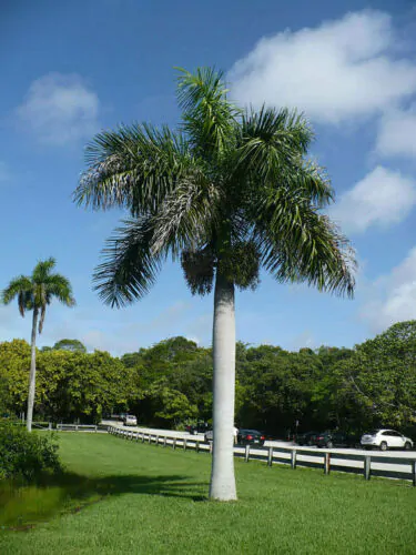 Roystonea regia 'Florida' (desativado - sinônimo de Roystonea regia 'Cuban Royal - Florida Royal Palm - Image 2