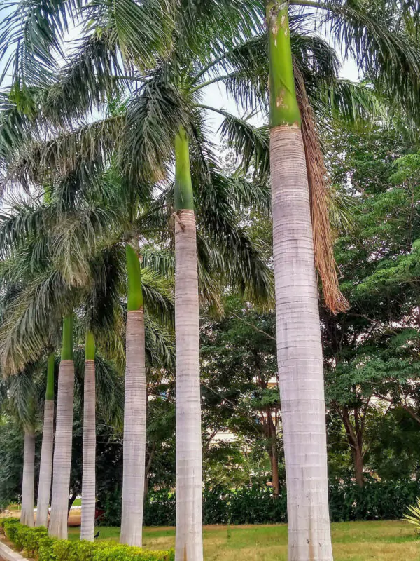 Roystonea regia 'Florida' (desativado - sinônimo de Roystonea regia 'Cuban Royal - Florida Royal Palm - Image 3