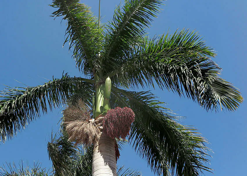 Roystonea regia 'Florida' (desativado - sinônimo de Roystonea regia 'Cuban Royal - Florida Royal Palm - Image 4