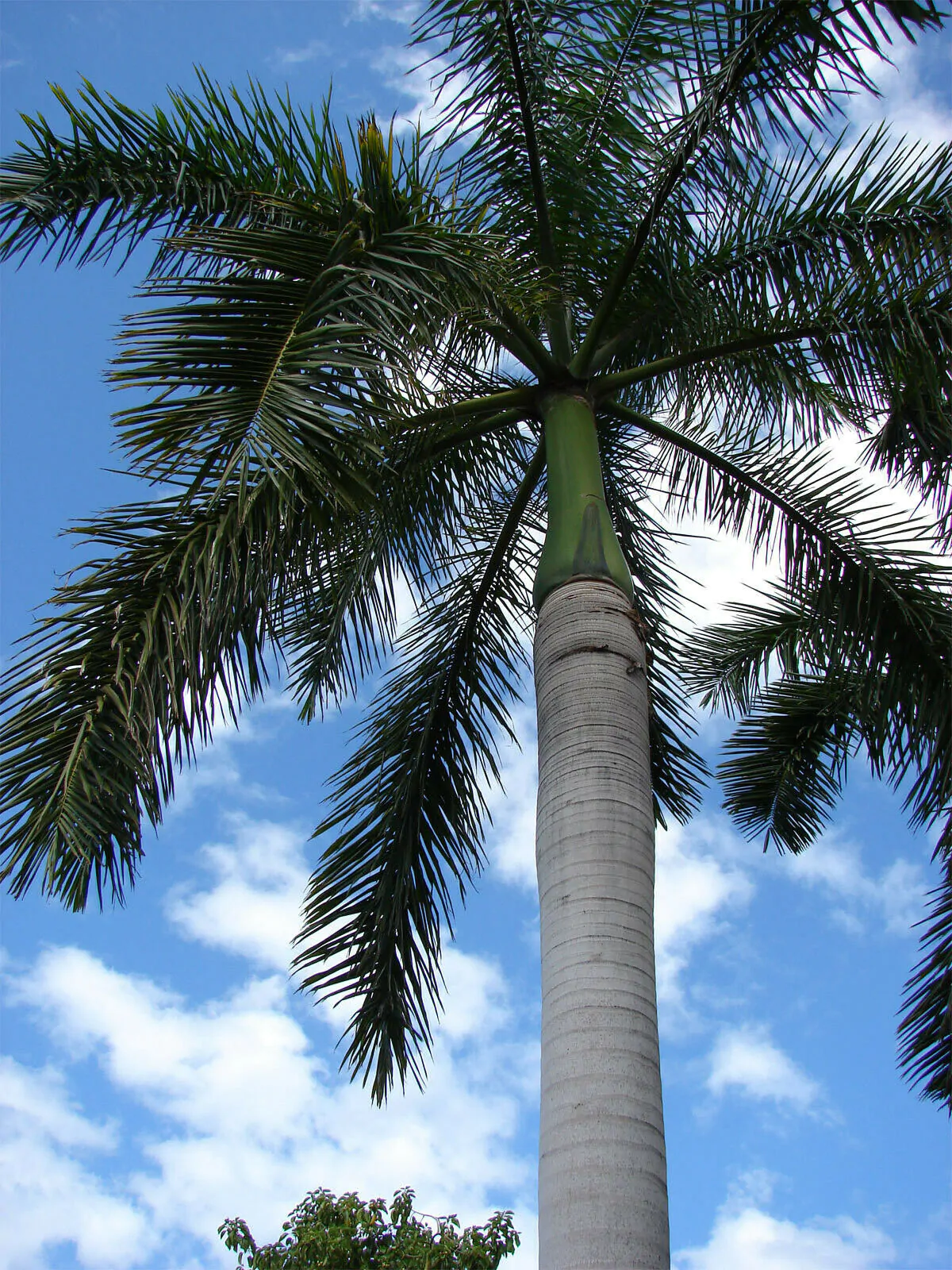 Roystonea regia 'Florida' (desativado - sinônimo de Roystonea regia 'Cuban Royal - Florida Royal Palm - Image 5