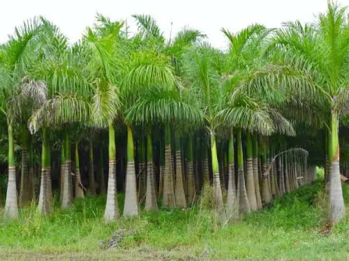 Roystonea regia 'Florida' (desativado - sinônimo de Roystonea regia 'Cuban Royal - Florida Royal Palm - Image 6