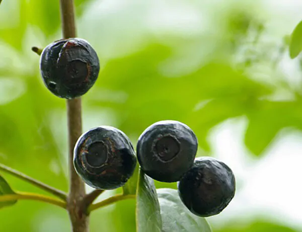 Santalum album - Indian Sandalwood, Sacred Timber