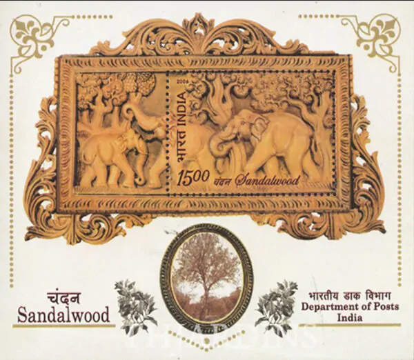 Santalum album - Indian Sandalwood, Sacred Timber - Image 2