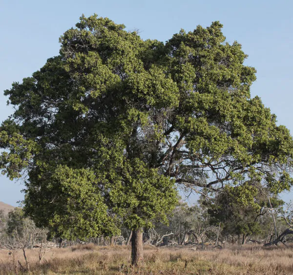 Santalum album - Indian Sandalwood, Sacred Timber - Image 3
