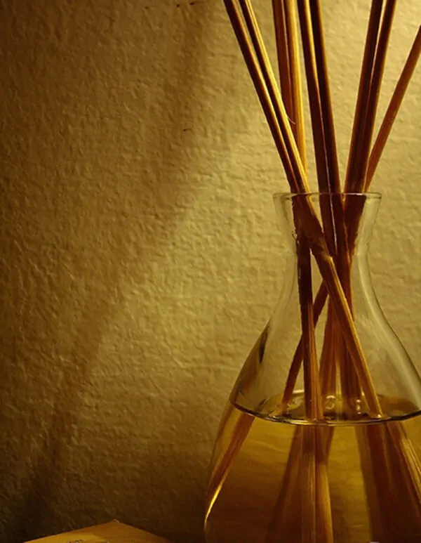 Santalum album - Indian Sandalwood, Sacred Timber - Image 4