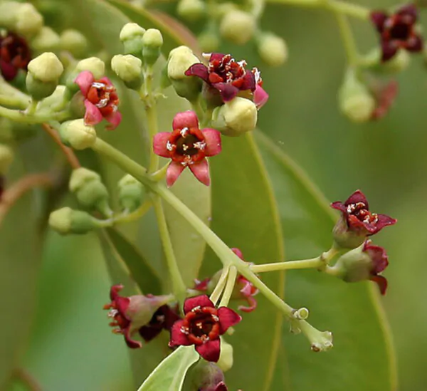 Santalum album - Indian Sandalwood, Sacred Timber - Image 5