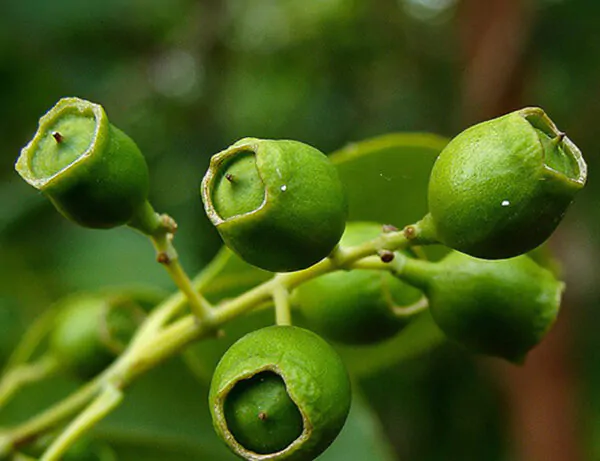 Santalum album - Indian Sandalwood, Sacred Timber - Image 6