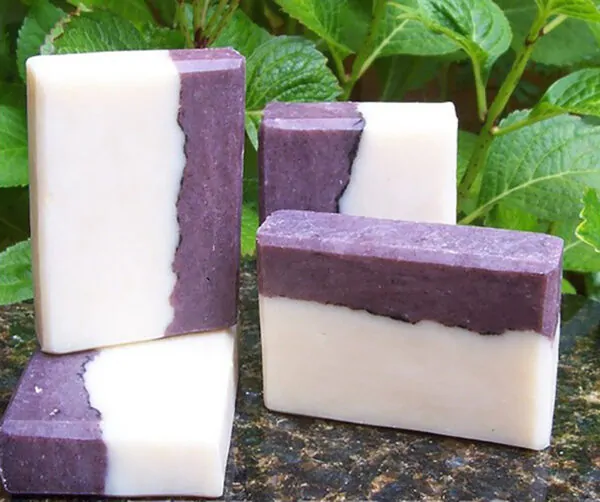 Santalum album - Indian Sandalwood, Sacred Timber - Image 7