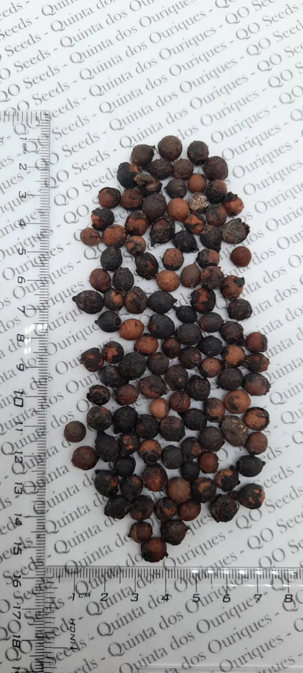 Santalum album - Indian Sandalwood, Sacred Timber - Image 8