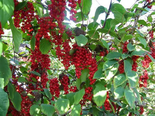 Schisandra chinensis - Magnolia-Vine, Chinese Magnolia-Vine, Schisandra, Magnolia Berry, Five-Flavor-Fruit