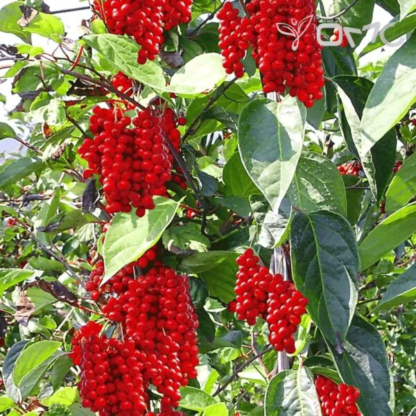 Schisandra chinensis - Magnolia-Vine, Chinese Magnolia-Vine, Schisandra, Magnolia Berry, Five-Flavor-Fruit - Image 2