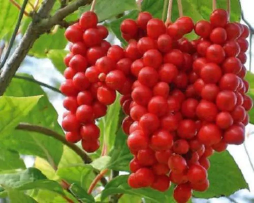Schisandra chinensis - Magnolia-Vine, Chinese Magnolia-Vine, Schisandra, Magnolia Berry, Five-Flavor-Fruit - Image 5
