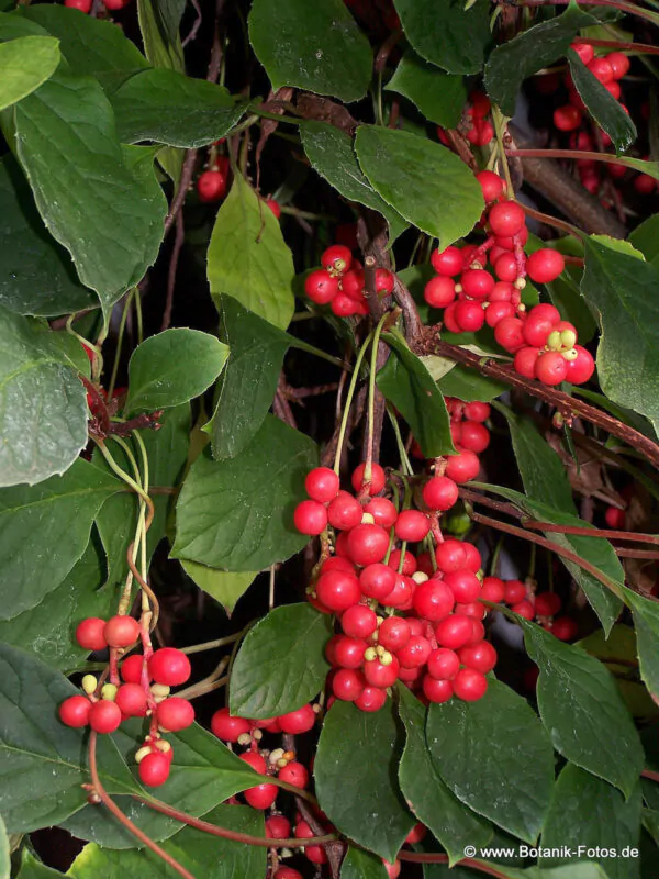 Schisandra chinensis - Magnolia-Vine, Chinese Magnolia-Vine, Schisandra, Magnolia Berry, Five-Flavor-Fruit - Image 7