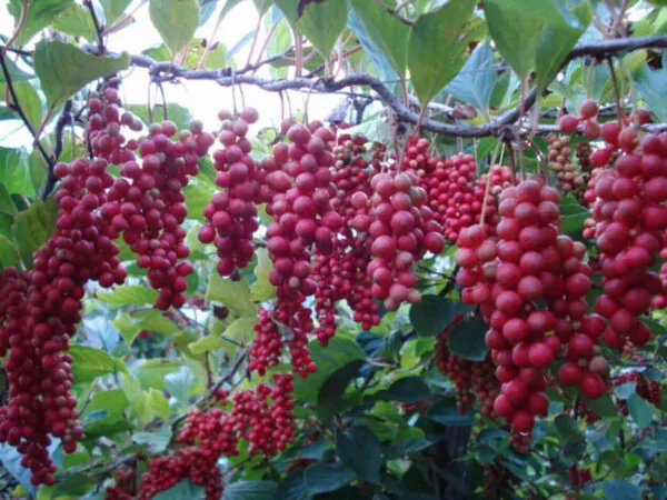 Schisandra chinensis - Magnolia-Vine, Chinese Magnolia-Vine, Schisandra, Magnolia Berry, Five-Flavor-Fruit - Image 8
