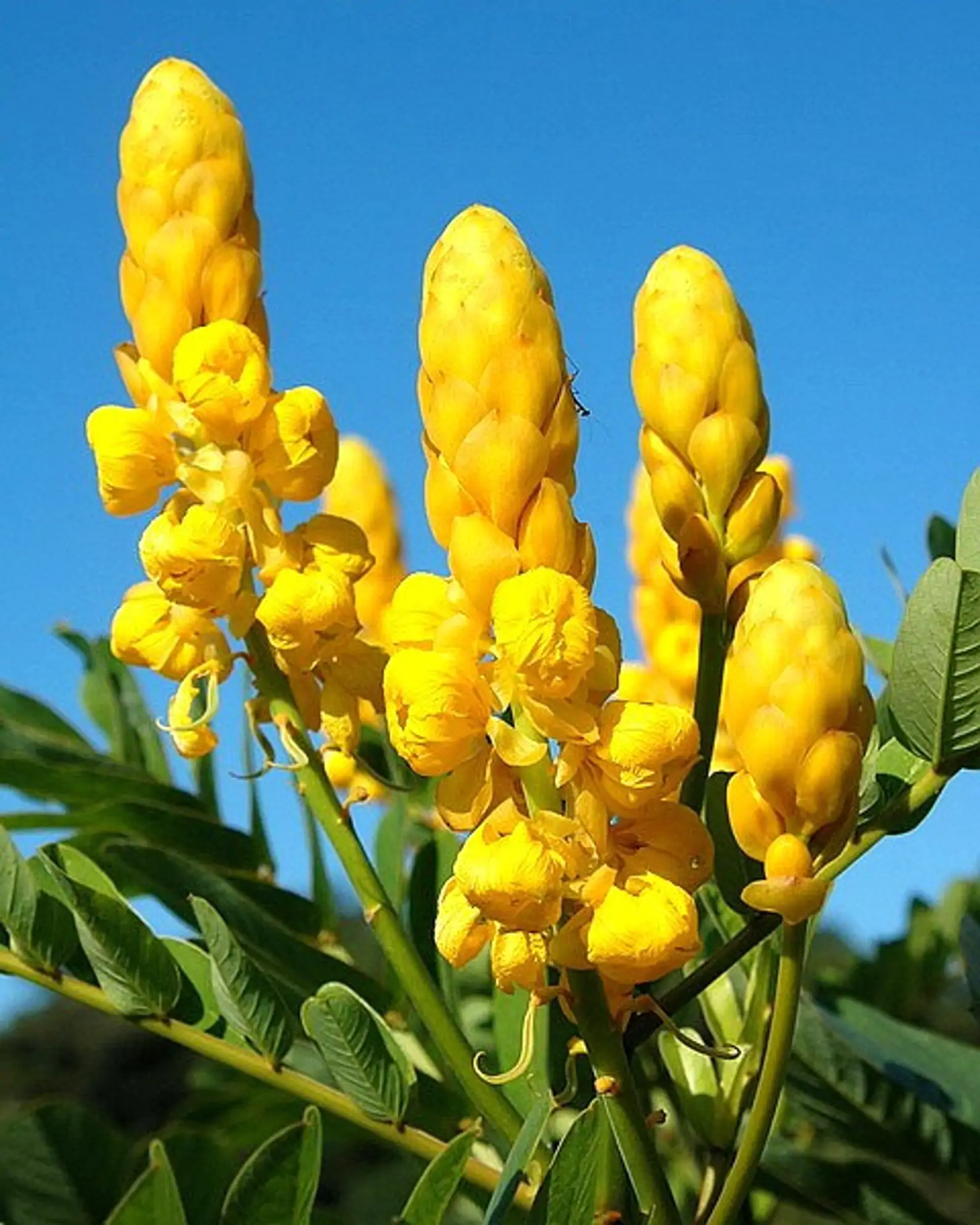 Senna alata / Cassia alata / Cassia bracteata - Candlestick Cassia, Candle Bush, Ringworm Bush, Emperor's Candlesticks