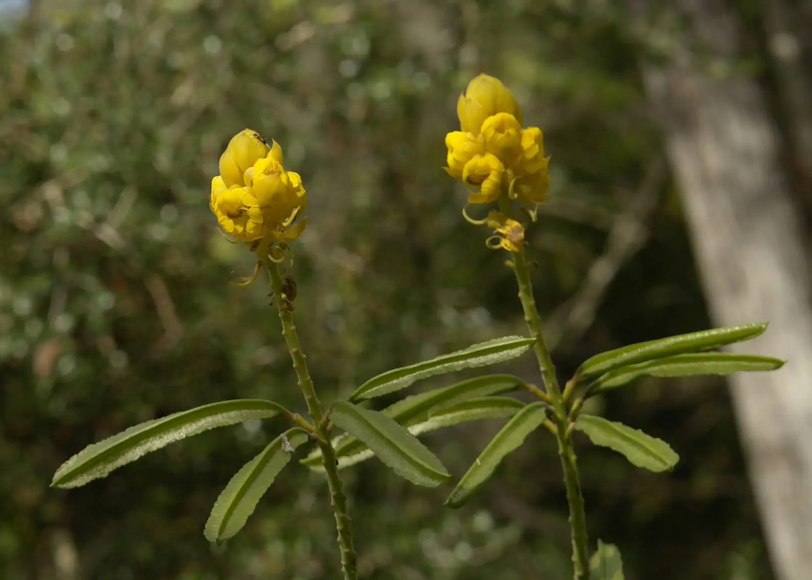 Senna alata / Cassia alata / Cassia bracteata - Candlestick Cassia, Candle Bush, Ringworm Bush, Emperor's Candlesticks - Image 2