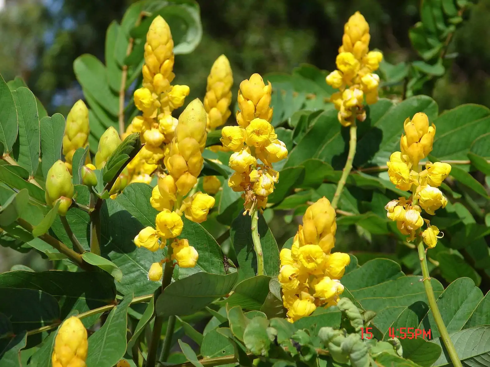 Senna alata / Cassia alata / Cassia bracteata - Candlestick Cassia, Candle Bush, Ringworm Bush, Emperor's Candlesticks - Image 5