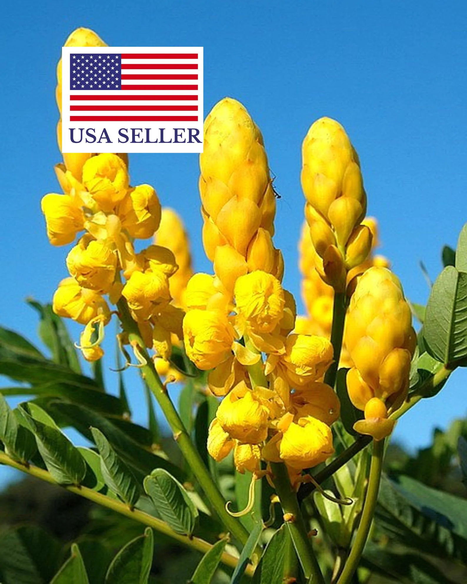 Senna alata / Cassia alata / Cassia bracteata - Candlestick Cassia, Candle Bush, Ringworm Bush, Emperor's Candlesticks - Image 7