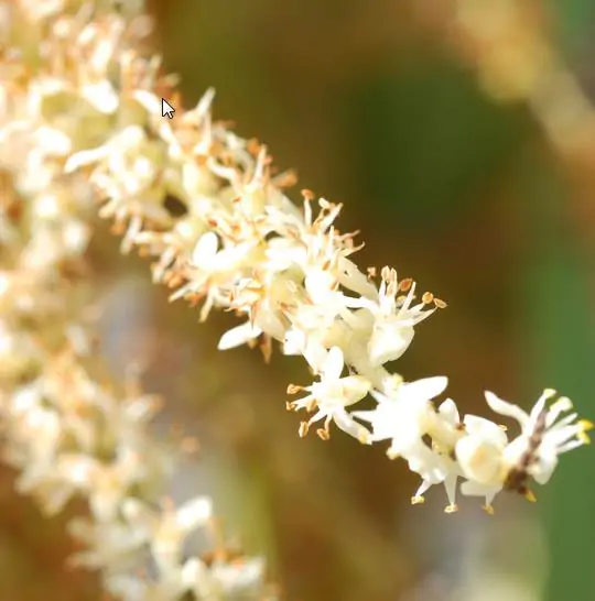 Serenoa repens / Corypha repens / Chamaerops serrulata - Saw Palmetto - Image 2