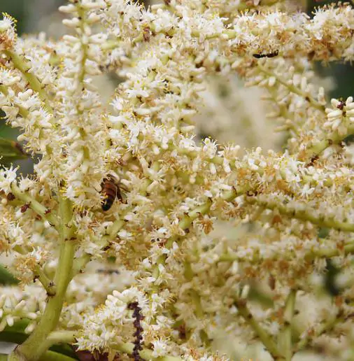 Serenoa repens / Corypha repens / Chamaerops serrulata - Saw Palmetto - Image 3