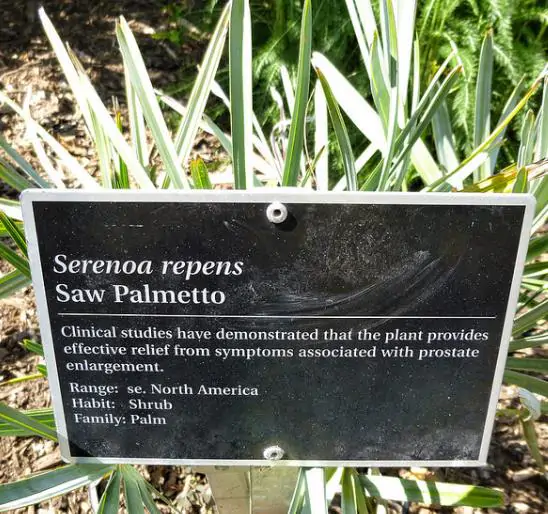 Serenoa repens / Corypha repens / Chamaerops serrulata - Saw Palmetto - Image 4