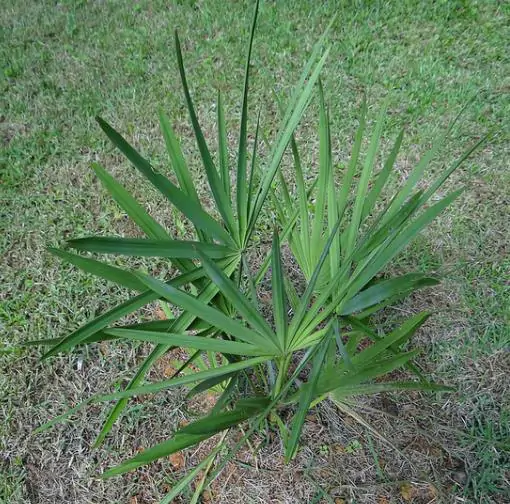 Serenoa repens / Corypha repens / Chamaerops serrulata - Saw Palmetto - Image 5