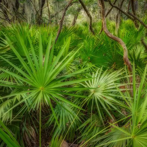 Serenoa repens / Corypha repens / Chamaerops serrulata - Saw Palmetto - Image 6
