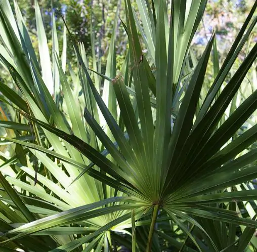 Serenoa repens / Corypha repens / Chamaerops serrulata - Saw Palmetto - Image 7