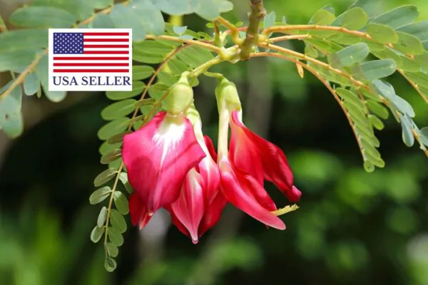 Sesbania grandiflora 'Red' - Scarlet Wisteria Tree - Image 2