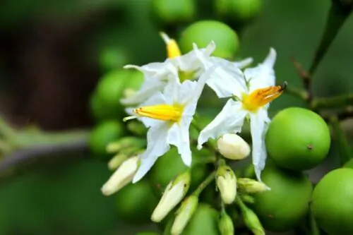 Solanum torvum - Turkey Berry, Devil's Fig, Pea Eggplant, Platebrush or Susumber