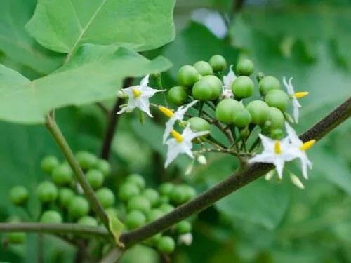 Solanum torvum - Turkey Berry, Devil's Fig, Pea Eggplant, Platebrush or Susumber - Image 2