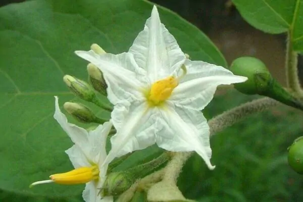 Solanum torvum - Turkey Berry, Devil's Fig, Pea Eggplant, Platebrush or Susumber - Image 3