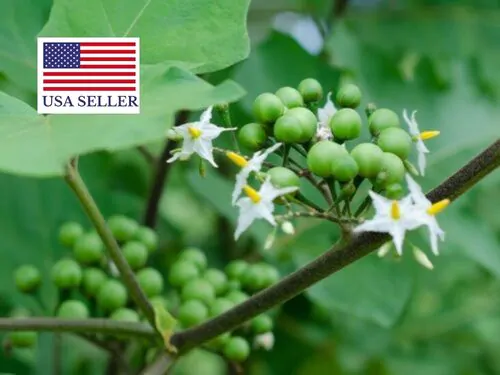 Solanum torvum - Turkey Berry, Devil's Fig, Pea Eggplant, Platebrush or Susumber - Image 8