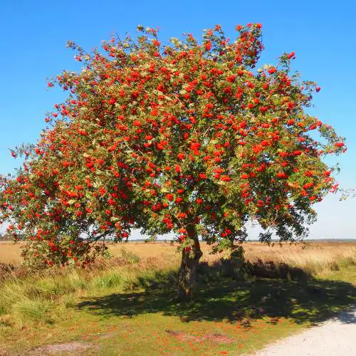Sorbus aucuparia - Rowan Tree, Mountain Ash - Image 5