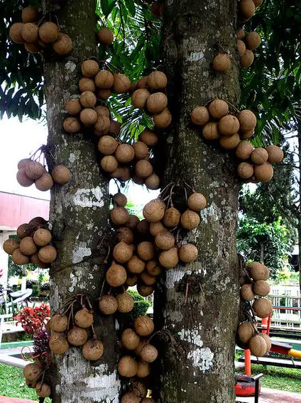 Stelechocarpus burahol - keppel - Image 12
