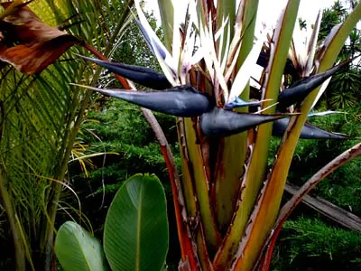 Strelitzia nicolai - White Bird of Paradise - Image 2