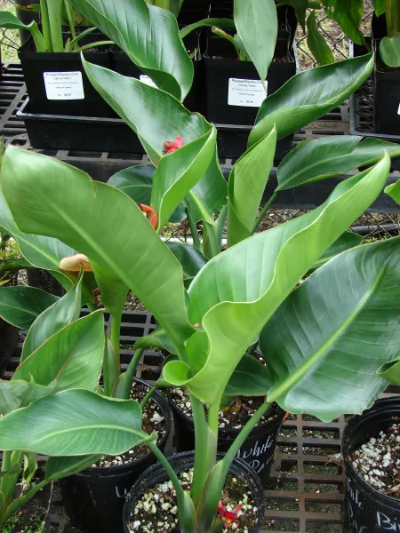 Strelitzia nicolai - White Bird of Paradise - Image 4