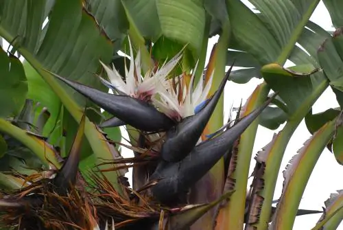 Strelitzia nicolai - White Bird of Paradise - Image 5
