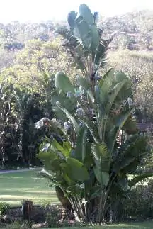 Strelitzia nicolai - White Bird of Paradise - Image 10