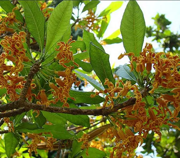 Strophanthus boivinii - Twisted wood flower, twisted wood flower, flower wood shredder, corkscrew flower - Image 5