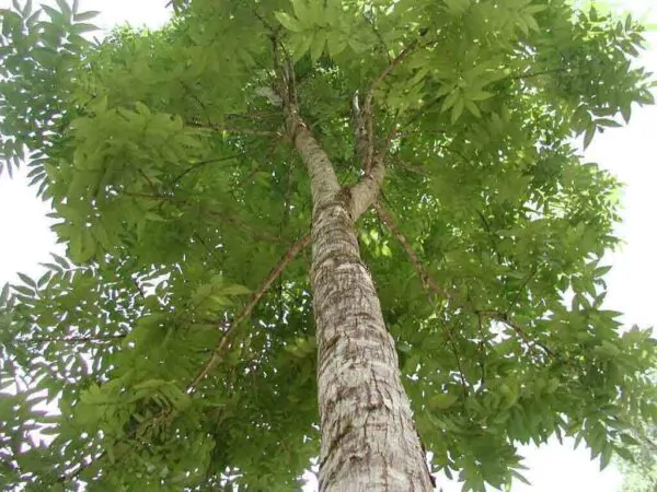 Swietenia macrophylla - Big Leaf Mahogany, Honduras Mahogany