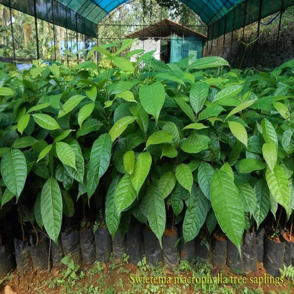 Swietenia macrophylla - Big Leaf Mahogany, Honduras Mahogany - Image 3