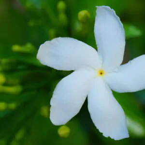Tabernaemontana divaricata - Pinwheel Flower, Crape Jasmine, East India Rosebay, Nero's Crown