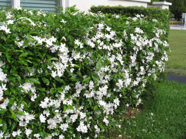 Tabernaemontana divaricata - Pinwheel Flower, Crape Jasmine, East India Rosebay, Nero's Crown - Image 3