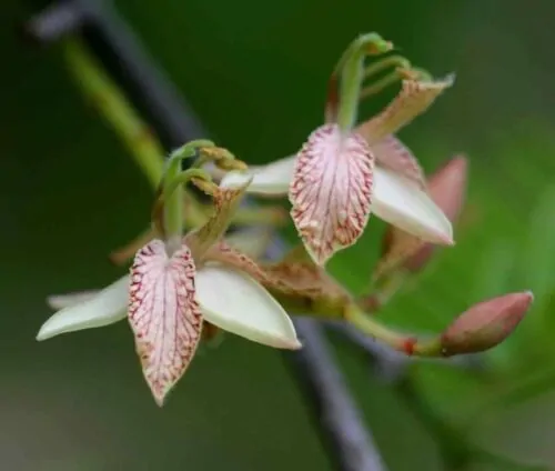 Tamarindus indica - Tamarind - Image 2
