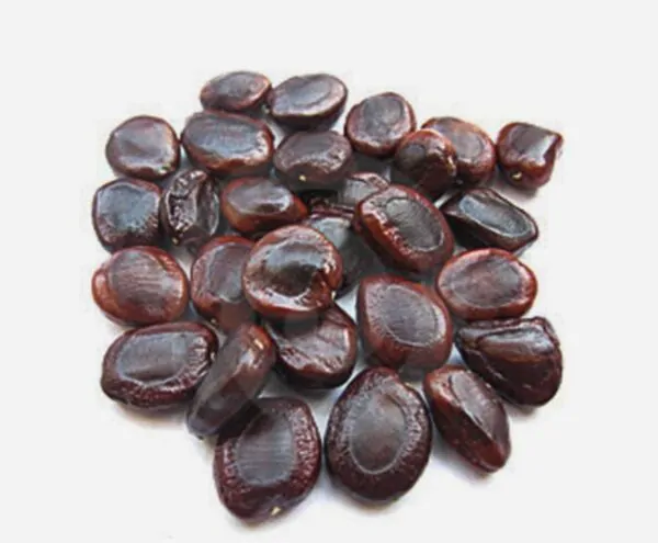 Tamarindus indica - Tamarind - Image 6