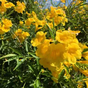 Tecoma stans / Stenolobium stans / Bignonia frutescens / Gelseminum stans - Yellow Trumpetbush, Yellow Bells, Yellow Trumpet Flower, Yellow Elder, Ginger-Thomas