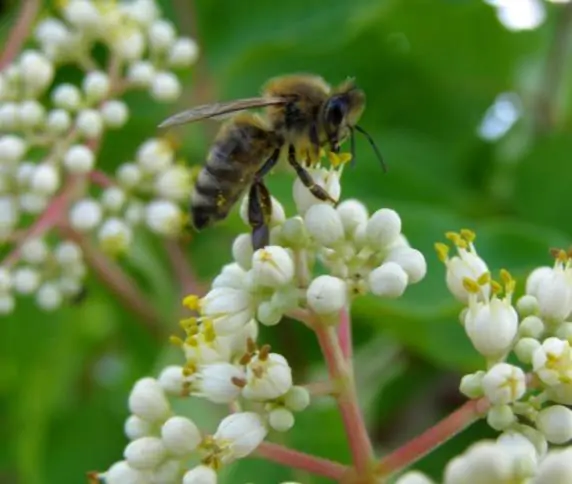 Tetradium daniellii - Bee Tree, Euodia Hupehensis