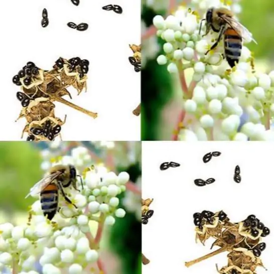Tetradium daniellii - Bee Tree, Euodia Hupehensis - Image 2